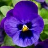 Bedding Plants - Viola Blue Blotch (10 Pack)