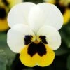 Bedding Plants - Viola Lemon Ice Blotch (10 Pack)