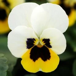 Bedding Plants - Viola Lemon Ice Blotch (10 Pack)