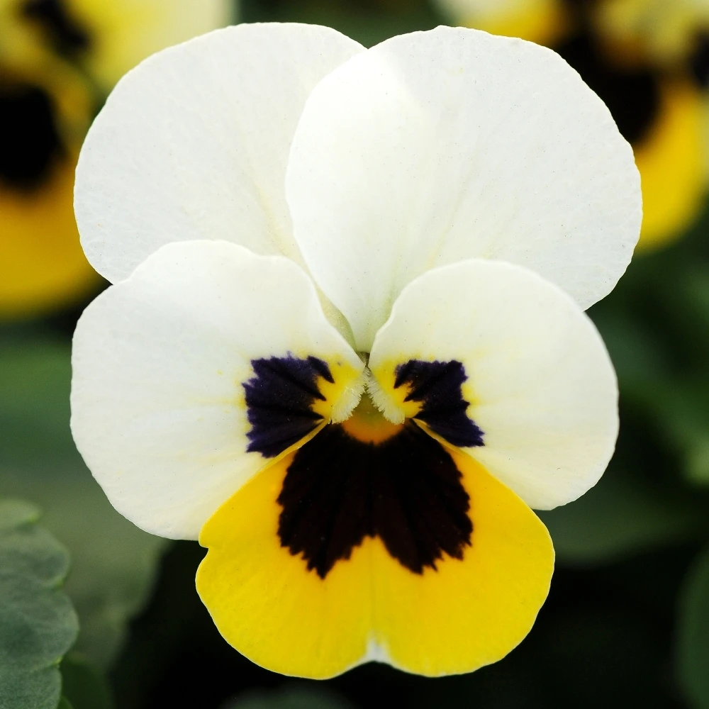 Bedding Plants - Viola Lemon Ice Blotch (10 Pack) 1 Bedding Plants - Viola Lemon Ice Blotch (10 Pack)