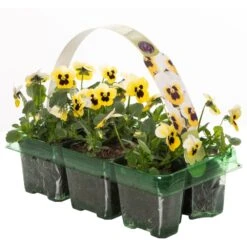 Bedding Plants - Viola Lemon Ice Blotch (6 Pack)