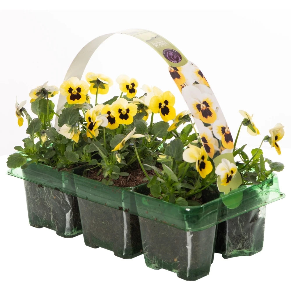 Bedding Plants - Viola Lemon Ice Blotch (6 Pack) 1 Bedding Plants - Viola Lemon Ice Blotch (6 Pack)