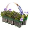 Bedding Plants - Viola Marina (6 Pack)
