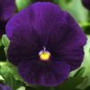Bedding Plants - Viola Purple (6 Pack)