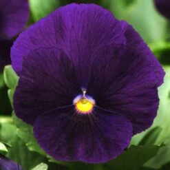 Bedding Plants - Viola Purple (6 Pack)