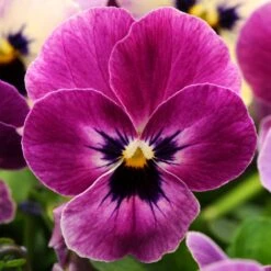 Bedding Plants - Viola Raspberry (6 Pack)