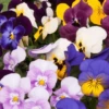 Bedding Plants - Viola Spring Select Mix (6 Pack)