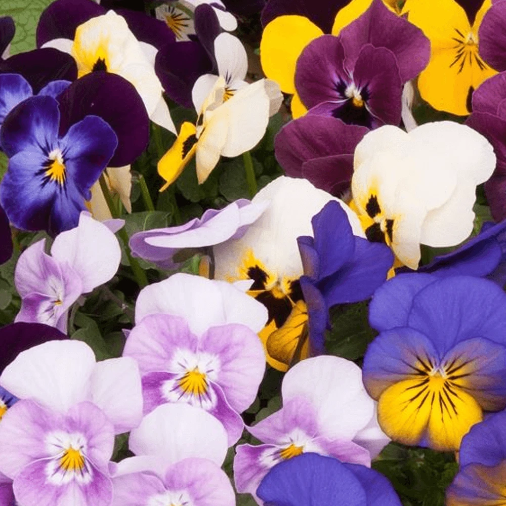 Bedding Plants - Viola Spring Select Mix (6 Pack) 1 Bedding Plants - Viola Spring Select Mix (6 Pack)