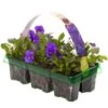 Bedding Plants - Viola True Blue (6 Pack)