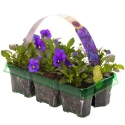 Bedding Plants - Viola True Blue (6 Pack)