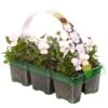Bedding Plants - Viola White (6 Pack)