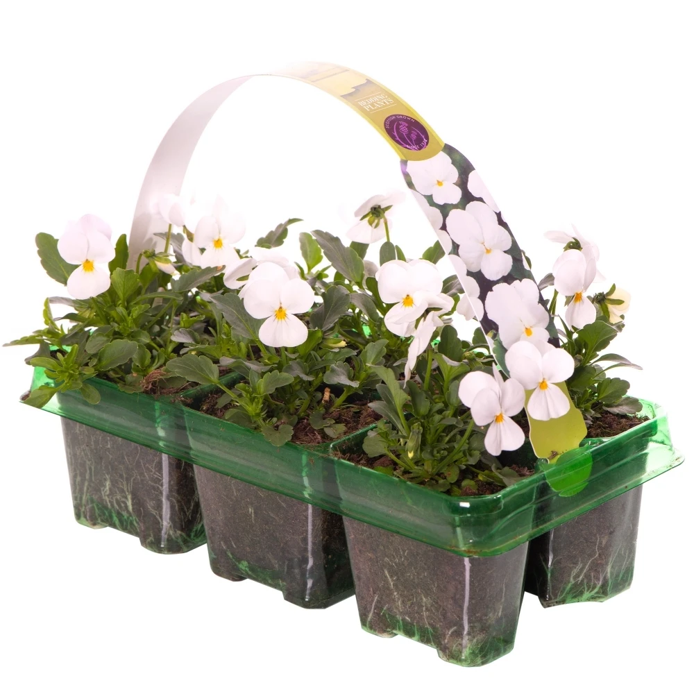 Bedding Plants - Viola White (6 Pack) 1 Bedding Plants - Viola White (6 Pack)