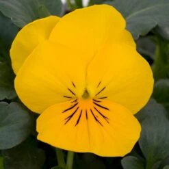 Bedding Plants - Viola Yellow (10 Pack)