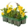 Bedding Plants - Viola Yellow (6 Pack)