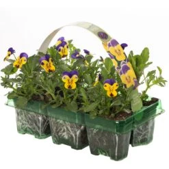 Bedding Plants - Viola Yellow And Blue (6 Pack)