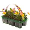 Bedding Plants - Viola Yellow And Pink (6 Pack)
