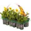 Bedding Plants - Viola Yellow Blotch (6 Pack)