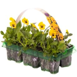 Bedding Plants - Viola Yellow Blotch (6 Pack)