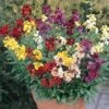 Bedding Plants - Wallflower Sunset Mixed (6 Pack)