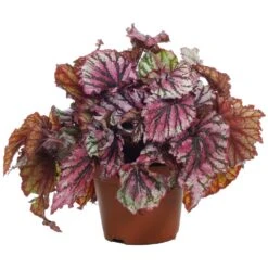 Begonia Lex Lambada