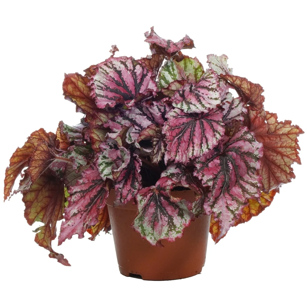 Begonia Lex Lambada 1 Begonia Lex Lambada