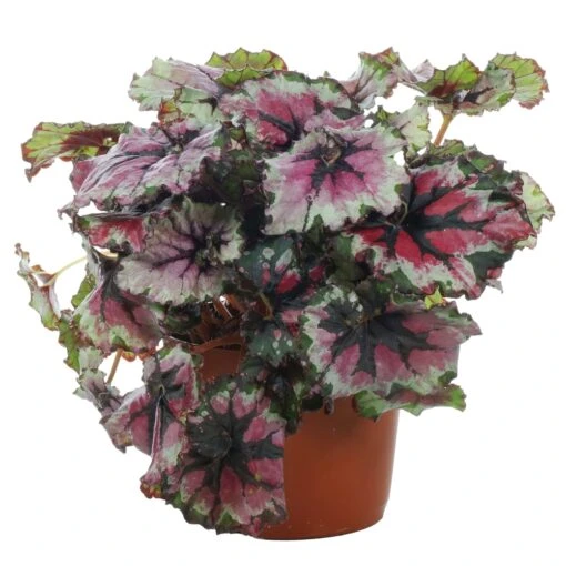 Begonia Rex Ballroom Dance -Garden Plant Seed Store begonia rex ballroom dance p5023 38966 image