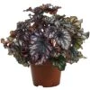 Begonia Rex Cumbia