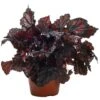 Begonia Rex Etna