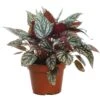 Begonia Rex Jolly Silver