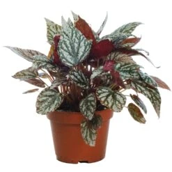 Begonia Rex Jolly Silver