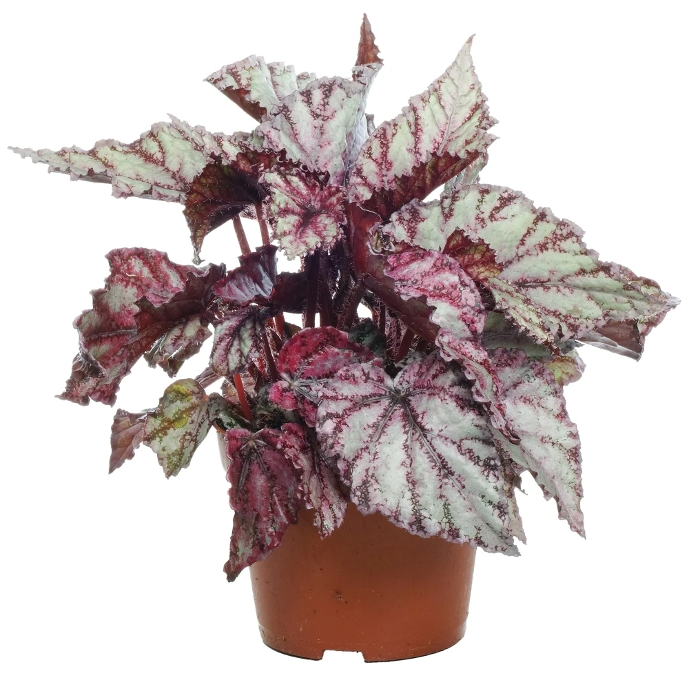 Begonia Rex Merengue 1 Begonia Rex Merengue