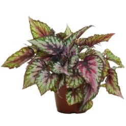 Begonia Rex Red Tango