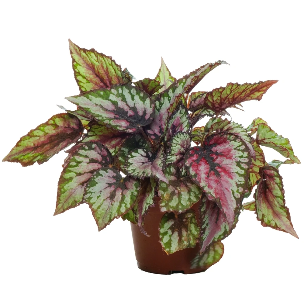 Begonia Rex Red Tango 1 Begonia Rex Red Tango