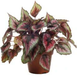 Begonia Rex Salsa