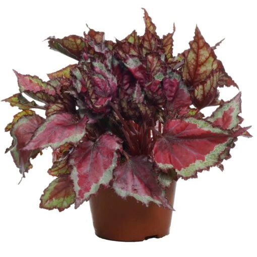 Begonia Rex Spitfire -Garden Plant Seed Store begonia rex spitfire p5021 39010 image