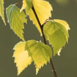 Betula Pendula Golden Obelisk Tree