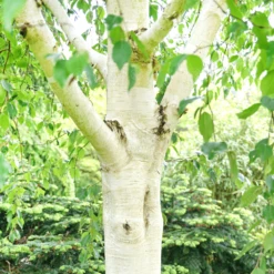 Betula Utilis Grayswood Ghost Tree