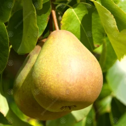 Beurre Hardy Pear Tree