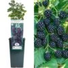 Blackberry - Rubus Fruticosus Adrienne
