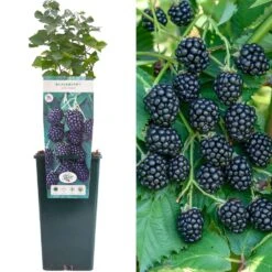 Blackberry - Rubus Fruticosus Adrienne
