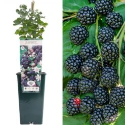 Blackberry - Rubus Fruticosus Merton Thornless