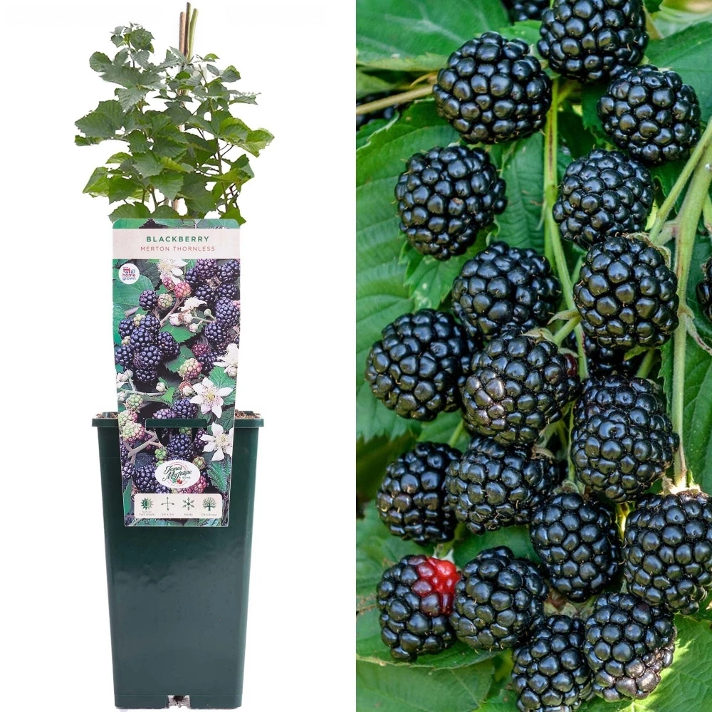 Blackberry - Rubus Fruticosus Merton Thornless 1 Blackberry - Rubus Fruticosus Merton Thornless