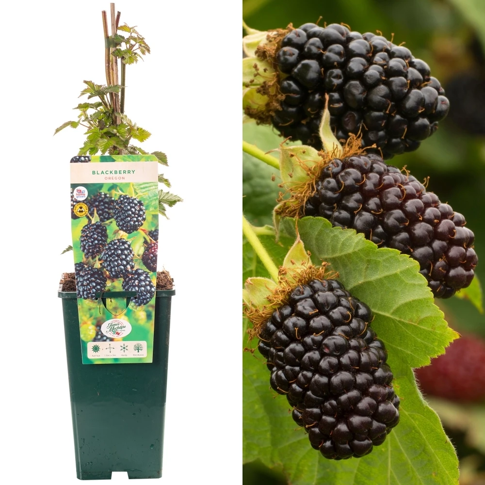 Blackberry - Rubus Fruticosus Oregon 1 Blackberry - Rubus Fruticosus Oregon