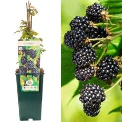 Blackberry - Rubus Fruticosus Triple Crown