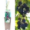 Blackberry - Rubus Fruticosus Waldo