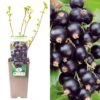 Blackcurrant - Ribes Nigrum Ben Connan