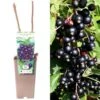 Blackcurrant - Ribes Nigrum Ben Hope