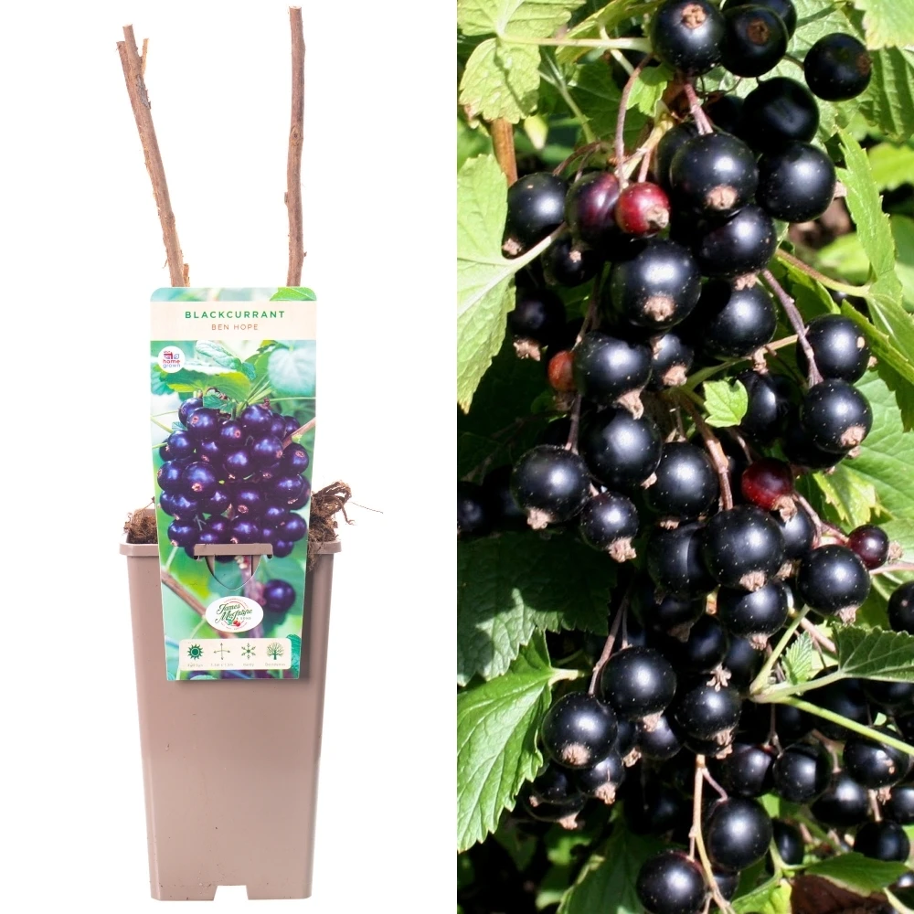 Blackcurrant - Ribes Nigrum Ben Hope 1 Blackcurrant - Ribes Nigrum Ben Hope