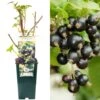 Blackcurrant - Ribes Nigrum Big Ben