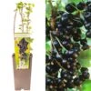 Blackcurrant - Ribes Nigrum Kopania